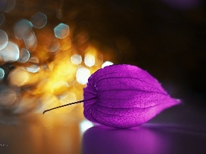 plant, Bokeh, physalis