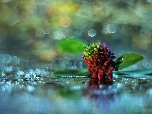 Bokeh, Colourfull Flowers, trefoil, Pink