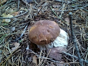 Mushrooms, boletus, forest