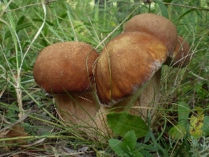 boletus, robust