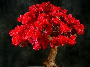 Bonsai, sapling, Red, Bougainvillea