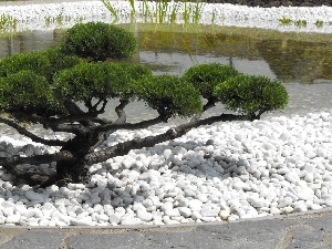 Bonsai, sapling