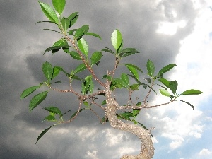 Bonsai, sapling