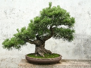 Bonsai, sapling