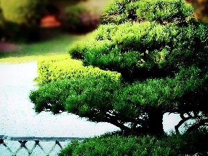 sapling, Bonsai, Park