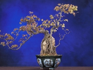 sapling, Bonsai, pot