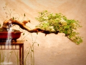 sapling, Bonsai, table