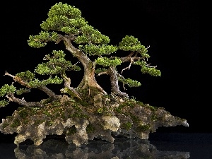 Bonsai, Rock, trees, Thumbnail, an