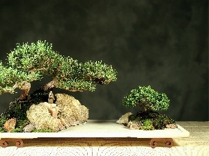 Bonsai