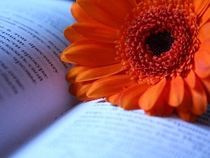 Gerbera, Book, Orange