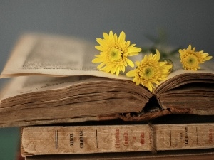 gerberas, Book, Yellow