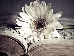 Book, Gerbera