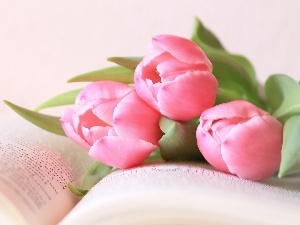 Tulips, Book, Pink