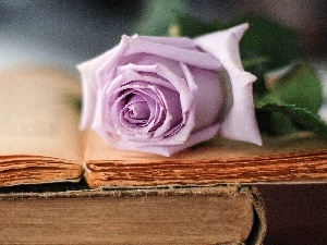 rose, Books, Violet