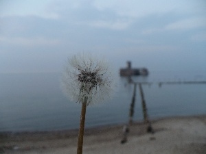 Bottoms, Baba, sow-thistle, Beaches