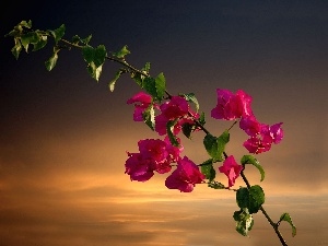 Flowers, Bougainvillea, twig