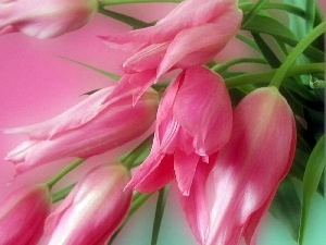 Pink, bouquet, Tulips