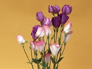 bouquet, Eustoma