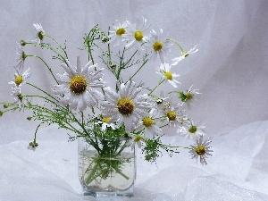 Camomile, bowl, bouquet