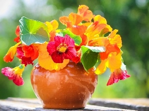 bowl, nasturtium, Flowers, bouquet