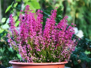 heathers, bowl, Pink