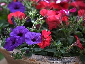 bowl, petunias, Red, purple