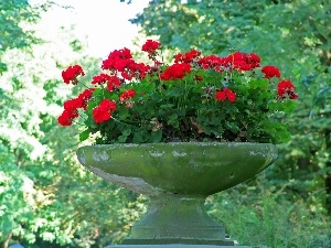 stone, bowl, geraniums