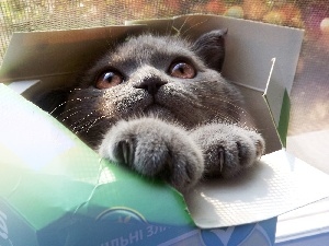 Box, cat