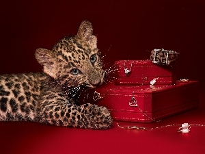 Leopards, Boxes, small