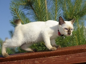 branch pics, board, cat, White