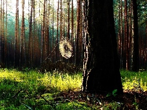 branch pics, dry, forest, Web