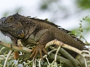 Iguana, branch, reptile