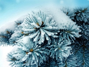 branch, winter, A snow-covered