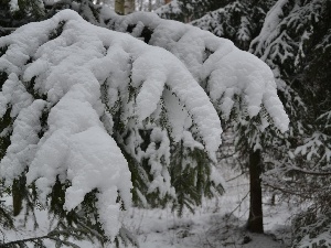 branch pics, Swierk, Snowy