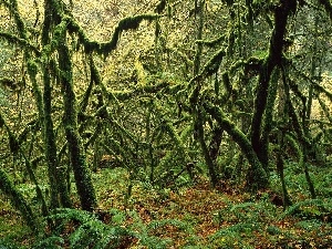 branch pics, trees, twisted