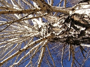 branches, many, tall, birch-tree