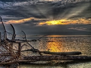 branches, sea, west, sun