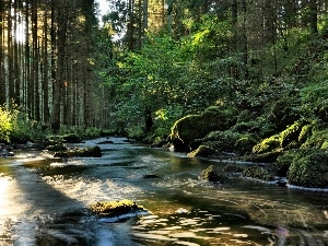 light breaking through sky, forest, River, Stones