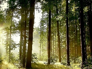 light breaking through sky, viewes, forest, trees