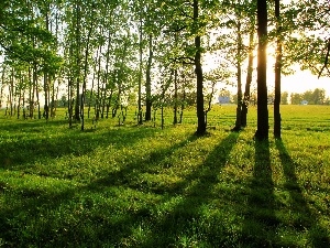 light breaking through sky, viewes, Meadow, trees