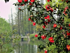 bridge, Bush, River, Park, blur, flower