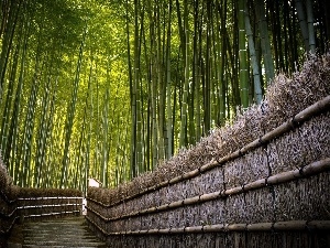 forest, bridge, bamboo