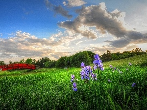 bridges, viewes, Red, Meadow, Irises, trees