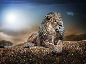 Brightness of the Sun, Rocks, Lion