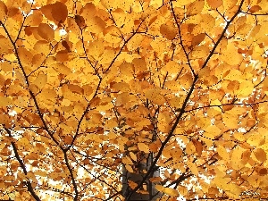 Bronze, o, yellow, trees, Leaf, viewes