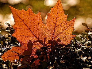 maple, brown, leaf