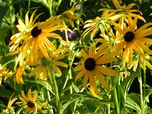 Brown, Yellow, Flowers, Rudbeckia, resources, fine