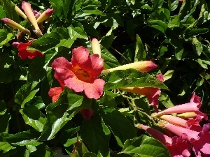 Brugmansia, Bush