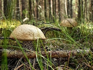 Brzozaki, mushrooms, Kociewie, edible, forest