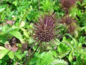 Aceny Buchanana, head